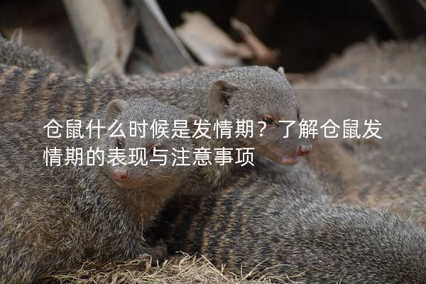 仓鼠什么时候是发情期？了解仓鼠发情期的表现与注意事项