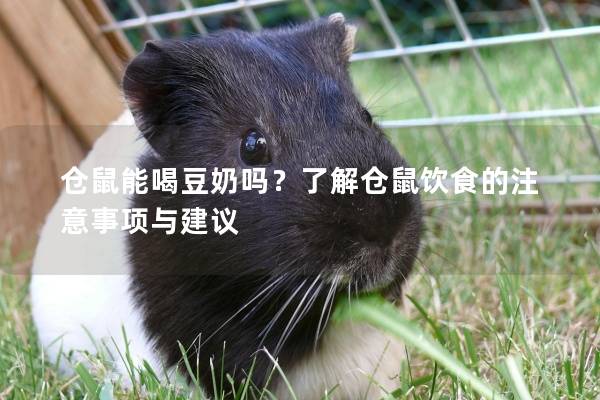 仓鼠能喝豆奶吗？了解仓鼠饮食的注意事项与建议