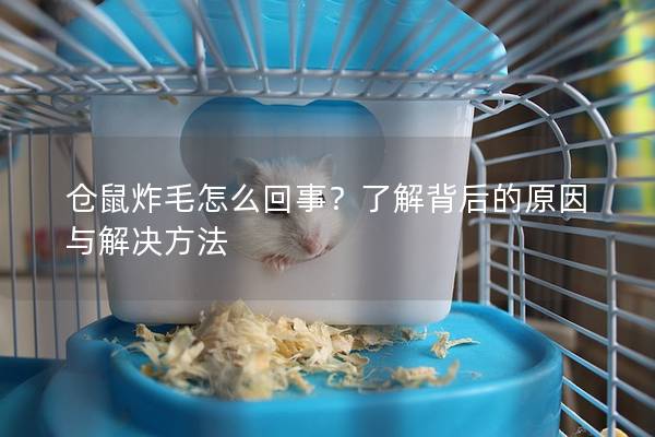 仓鼠炸毛怎么回事？了解背后的原因与解决方法