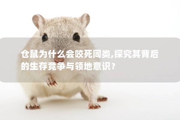 仓鼠为什么会咬死同类,探究其背后的生存竞争与领地意识？