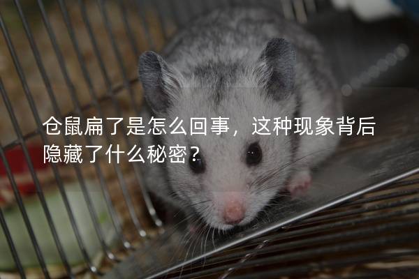 仓鼠扁了是怎么回事，这种现象背后隐藏了什么秘密？