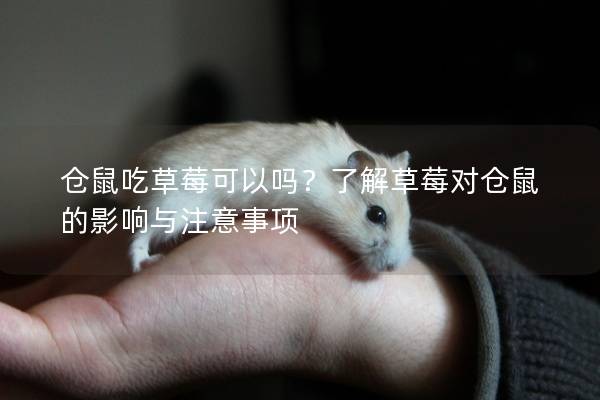 仓鼠吃草莓可以吗？了解草莓对仓鼠的影响与注意事项