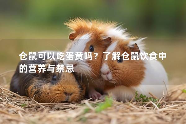 仓鼠可以吃蛋黄吗？了解仓鼠饮食中的营养与禁忌