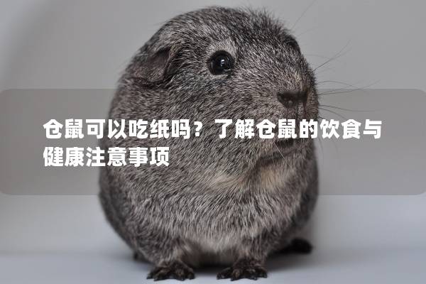 仓鼠可以吃纸吗？了解仓鼠的饮食与健康注意事项