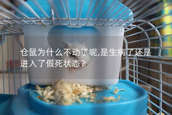 仓鼠为什么不动了呢,是生病了还是进入了假死状态？