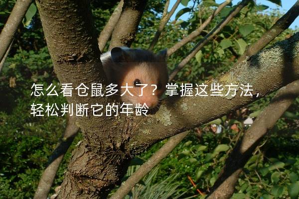 怎么看仓鼠多大了？掌握这些方法，轻松判断它的年龄