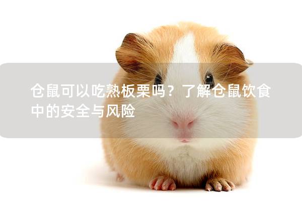 仓鼠可以吃熟板栗吗？了解仓鼠饮食中的安全与风险