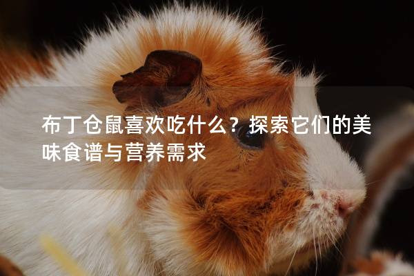 布丁仓鼠喜欢吃什么？探索它们的美味食谱与营养需求