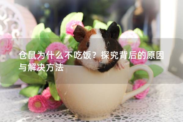 仓鼠为什么不吃饭？探究背后的原因与解决方法