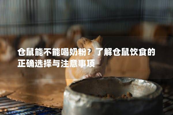 仓鼠能不能喝奶粉？了解仓鼠饮食的正确选择与注意事项