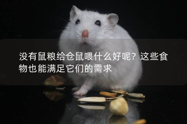 没有鼠粮给仓鼠喂什么好呢？这些食物也能满足它们的需求