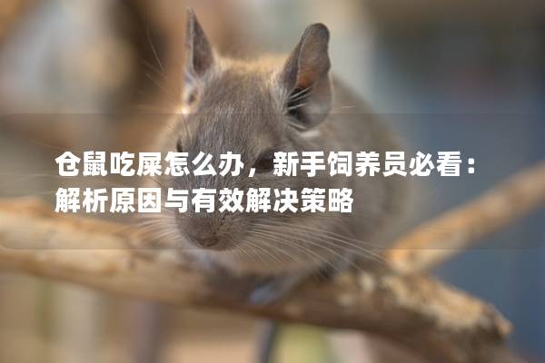 仓鼠吃屎怎么办，新手饲养员必看：解析原因与有效解决策略