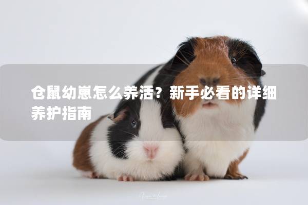 仓鼠幼崽怎么养活？新手必看的详细养护指南