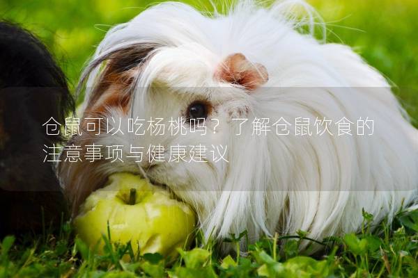 仓鼠可以吃杨桃吗？了解仓鼠饮食的注意事项与健康建议