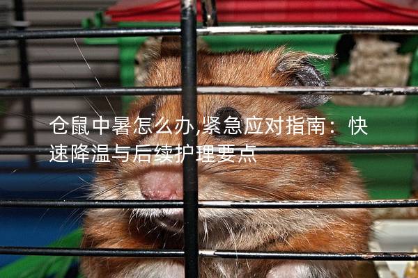 仓鼠中暑怎么办,紧急应对指南：快速降温与后续护理要点