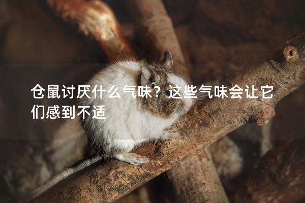 仓鼠讨厌什么气味？这些气味会让它们感到不适