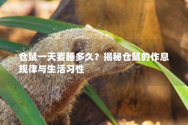 仓鼠一天要睡多久？揭秘仓鼠的作息规律与生活习性