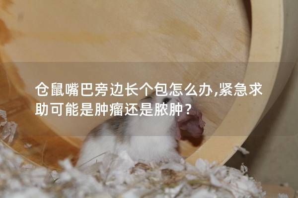 仓鼠嘴巴旁边长个包怎么办,紧急求助可能是肿瘤还是脓肿？