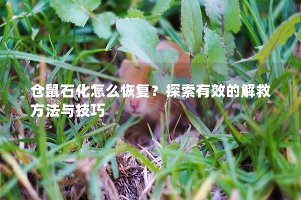 仓鼠石化怎么恢复？探索有效的解救方法与技巧