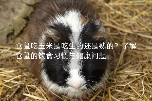 仓鼠吃玉米是吃生的还是熟的？了解仓鼠的饮食习惯与健康问题