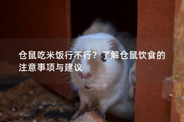 仓鼠吃米饭行不行？了解仓鼠饮食的注意事项与建议
