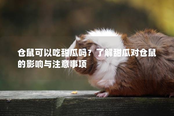 仓鼠可以吃甜瓜吗？了解甜瓜对仓鼠的影响与注意事项