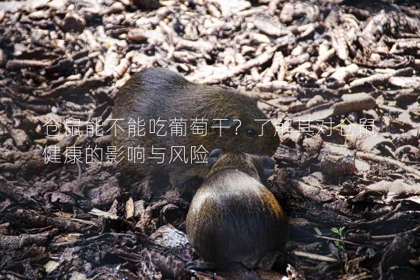 仓鼠能不能吃葡萄干？了解其对仓鼠健康的影响与风险