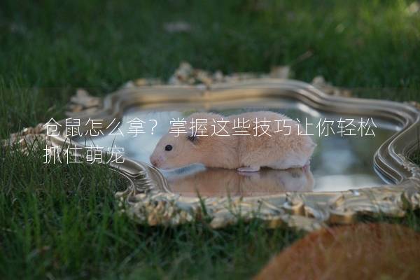 仓鼠怎么拿？掌握这些技巧让你轻松抓住萌宠