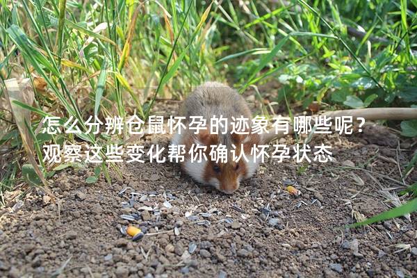 怎么分辨仓鼠怀孕的迹象有哪些呢？观察这些变化帮你确认怀孕状态