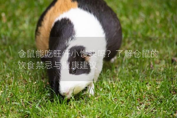仓鼠能吃旺仔小馒头吗？了解仓鼠的饮食禁忌与健康建议