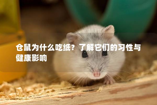 仓鼠为什么吃纸？了解它们的习性与健康影响