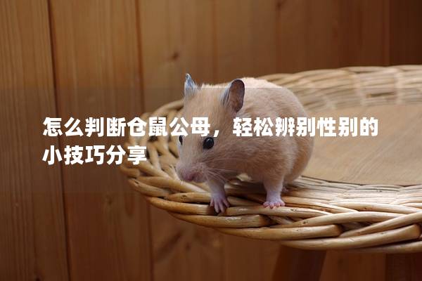 怎么判断仓鼠公母，轻松辨别性别的小技巧分享