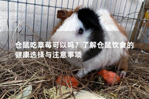 仓鼠吃草莓可以吗？了解仓鼠饮食的健康选择与注意事项