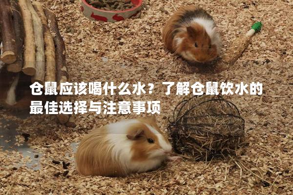 仓鼠应该喝什么水？了解仓鼠饮水的最佳选择与注意事项