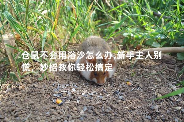 仓鼠不会用浴沙怎么办,新手主人别慌，妙招教你轻松搞定