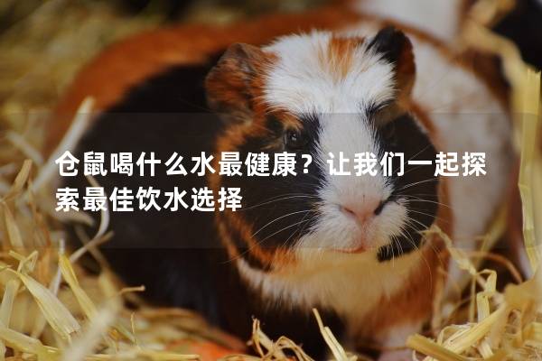 仓鼠喝什么水最健康？让我们一起探索最佳饮水选择