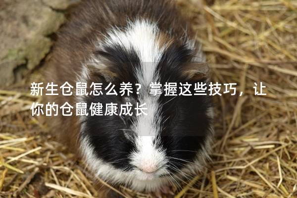 新生仓鼠怎么养？掌握这些技巧，让你的仓鼠健康成长