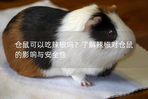 仓鼠可以吃辣椒吗？了解辣椒对仓鼠的影响与安全性