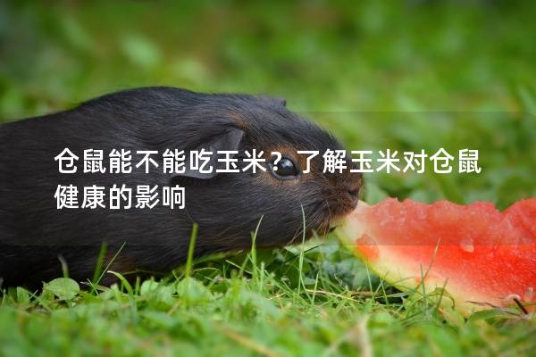 仓鼠能不能吃玉米？了解玉米对仓鼠健康的影响
