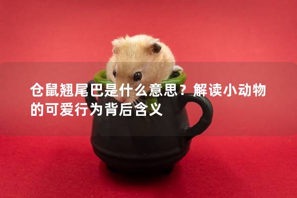 仓鼠翘尾巴是什么意思？解读小动物的可爱行为背后含义
