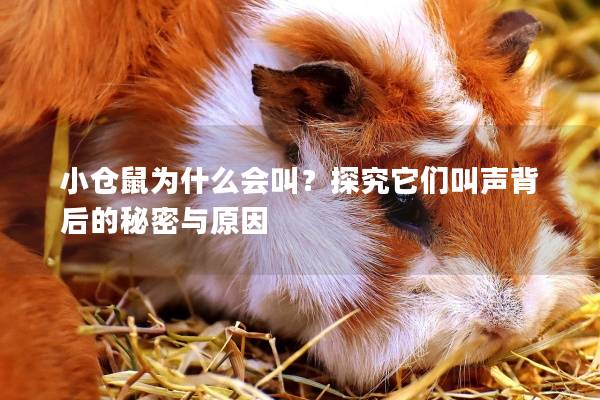 小仓鼠为什么会叫？探究它们叫声背后的秘密与原因