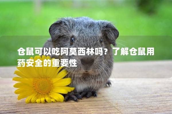 仓鼠可以吃阿莫西林吗？了解仓鼠用药安全的重要性