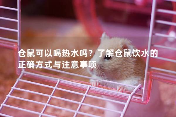 仓鼠可以喝热水吗？了解仓鼠饮水的正确方式与注意事项