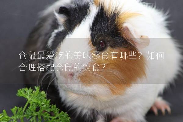 仓鼠最爱吃的美味零食有哪些？如何合理搭配仓鼠的饮食？