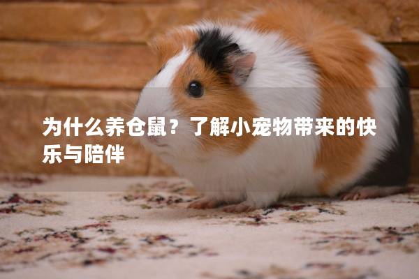 为什么养仓鼠？了解小宠物带来的快乐与陪伴