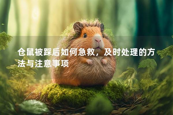 仓鼠被踩后如何急救，及时处理的方法与注意事项