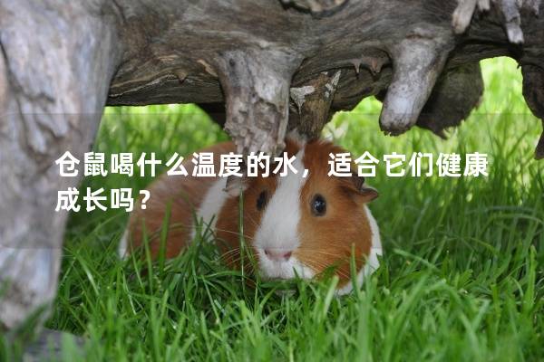仓鼠喝什么温度的水，适合它们健康成长吗？