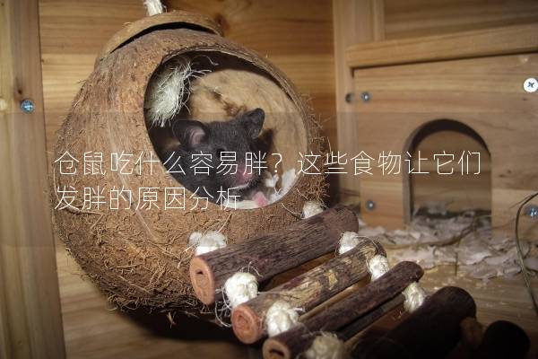 仓鼠吃什么容易胖？这些食物让它们发胖的原因分析