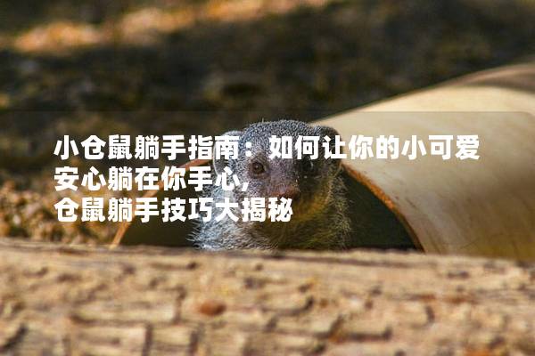 小仓鼠躺手指南：如何让你的小可爱安心躺在你手心, 仓鼠躺手技巧大揭秘