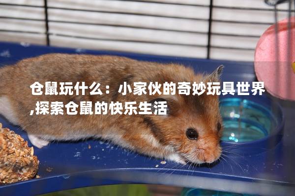 仓鼠玩什么：小家伙的奇妙玩具世界,探索仓鼠的快乐生活
